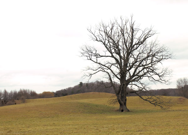 tree